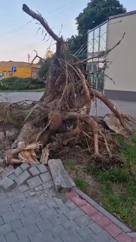 Uprooted tree takes out pavement in Baltiysk