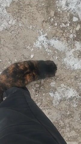The video shows a close-up, top-down view of a tortoiseshell cat (with black, brown, and orange fur) sitting or lying next to a person's leg. The person is wearing black pants and what appears to be a black shoe or boot. The ground is a light-colored, rough surface, possibly concrete or pavement, with scattered patches of white, which look like snow or ice, suggesting cold weather.

The cat is the main focus, positioned to the left of the frame, resting against or very near the person's leg. It remains mostly still throughout the short clip, occasionally shifting its head slightly. A prominent feature of the video is the loud, continuous purring sound coming from the cat, indicating contentment or seeking attention. The cat's head is initially facing away from the camera, then turns slightly to the left. The lighting suggests daytime.