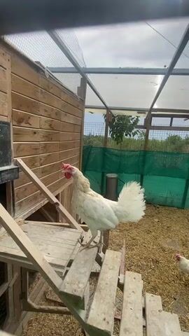 This video shows a chicken coop with several chickens. The coop has wooden walls and a sloped roof made of translucent material. Inside, the ground is covered with straw. There is a wooden structure with several steps leading up to a platform, where a large white chicken is standing. Another white chicken is on the ground, and a brown chicken is also visible in the background. The scene appears to be outdoors, with green netting visible in the background, suggesting it is an enclosure. The sky is cloudy, indicating it might be daytime, possibly late morning or afternoon. The overall impression is a rural or farm setting. There is no visible text in the video.