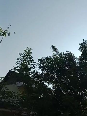 The video shows a close-up of green leaves and branches of trees against a bright blue sky. The camera moves slightly, capturing the sunlight filtering through the foliage. In some frames, the roof of a building is visible, suggesting an outdoor setting, possibly a residential area. The overall atmosphere is serene and natural.