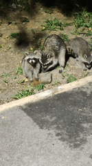 Raccoons and a hedgehog forage together on a summer night
