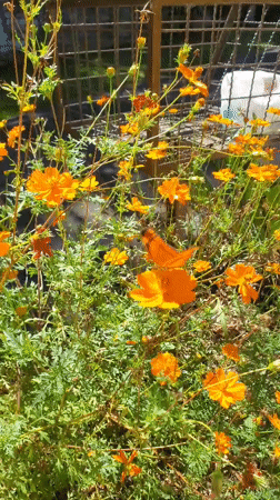 Cats and cosmos flowers observed in Curitiba gardens