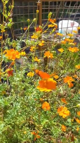 Cats and cosmos flowers observed in Curitiba gardens