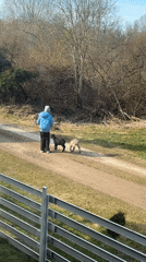 Person walks dirt path with two goats in Koshelevichi