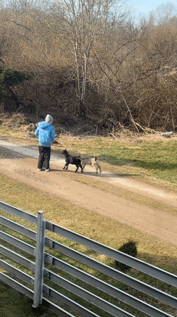 Person walks dirt path with two goats in Koshelevichi