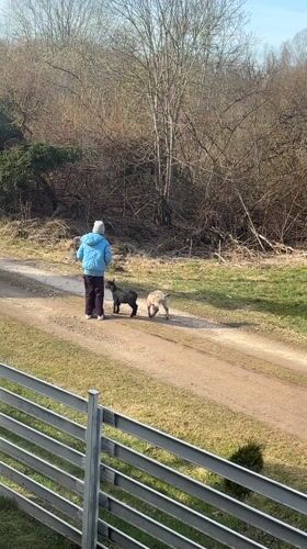 Person walks dirt path with two goats in Koshelevichi
