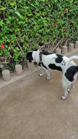 A black and white dog with a pink collar and a black harness is sniffing the ground near a dense green hedge with red flowers. The dog is standing on a concrete pathway. In the background, there is a hedge with lush green leaves and several small red flowers. Along the edge of the pathway, there are several short, cylindrical concrete posts. The lighting suggests it is daytime, likely sunny, given the bright illumination and shadows. The scene appears to be outdoors, possibly in a garden or park area. The dog's posture and focus on sniffing indicate it is engaged in exploring its surroundings. There is no visible text in the media file.