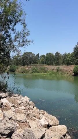 The video pans across a body of green water, likely a river or lake, on a clear, sunny day. The foreground is dominated by a rocky shoreline, with large, uneven stones and some dry reeds. The water itself appears somewhat murky, with scattered debris and what look like leaves or small particles floating on the surface.

Beyond the water, the landscape is lush and green. A line of trees forms the backdrop, with varying heights and densities. Some trees are tall and slender, with light green foliage, while others are bushier and darker. There are also patches of dry, yellowish-brown vegetation on the embankment between the water and the trees.

On the far side of the water, the embankment is also lined with rocks and dense green bushes. In the distance, more trees create a continuous green horizon under a bright blue sky. The scene suggests a natural, outdoor environment, possibly a park or a nature reserve. There are no people visible in the video. The camera movement is a slow, horizontal pan from left to right.