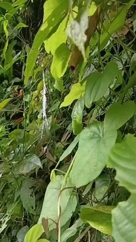 A close-up shot shows a white, fuzzy caterpillar hanging from a spider web amidst lush green foliage. The caterpillar is suspended by a fine strand of silk, with its body covered in long, feathery white hairs. The spider web is intricate and catches the light, appearing almost ethereal against the dense leaves. The surrounding vegetation is a vibrant green, with various types of leaves and vines filling the frame. The overall impression is one of natural beauty and the delicate balance of life in the wild.