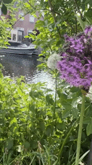 Spring allium flowers bloom in Dutch canal-side gardens