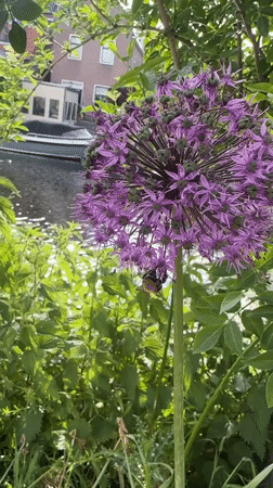 Spring allium flowers bloom in Dutch canal-side gardens