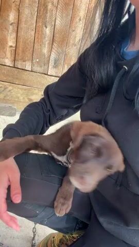 A woman with long black hair wearing a black hoodie holds a small, brown puppy in her lap. She pets the puppy with her hand. The background is a wooden wall and a glimpse of the ground, which has a chain visible. The puppy is sleepy and nuzzles into the woman's hand.