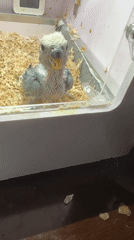 Bird care activities documented in Shunde District, China