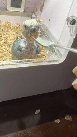 Bird care activities documented in Shunde District, China