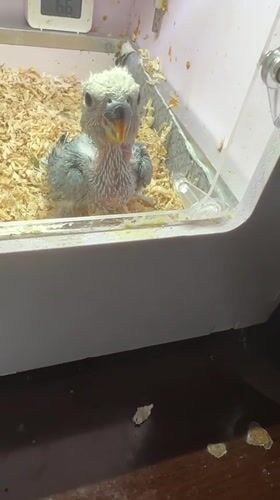 Bird care activities documented in Shunde District, China