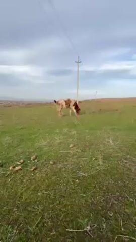 The video depicts a rural scene with a cow grazing in a grassy field. The cow is primarily white with brown markings. In the background, another cow can be seen grazing further away. The landscape is slightly hilly, with a small village or settlement visible on the horizon. Overhead, a cloudy sky fills the frame, and a utility pole stands in the distance. The camera pans slightly, following the cow's movements as it eats. The grass is green with patches of dry vegetation. There are also some rocks and small bushes scattered throughout the field.