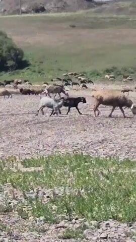A flock of sheep grazes in a dry, rocky field with sparse green vegetation. In the foreground, a few sheep are visible eating from the ground. In the middle ground, a larger group of sheep are scattered across the field, some grazing, others walking. In the background, a hillside is visible with more sheep spread out further away. The overall environment appears to be arid or semi-arid, with a clear sky and daytime lighting.