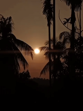 Sunset through the palms in Lhokseumawe, Indonesia