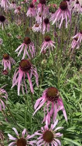 A butterfly with brown and tan wings is perched on a pink coneflower. The flower has long, thin pink petals that droop downwards, surrounding a spiky brown center. The butterfly is facing to the left, with its wings slightly open. In the background, there are many more pink coneflowers, some in focus and some blurred, as well as green foliage and other purple flowers. The scene appears to be outdoors on a sunny day.