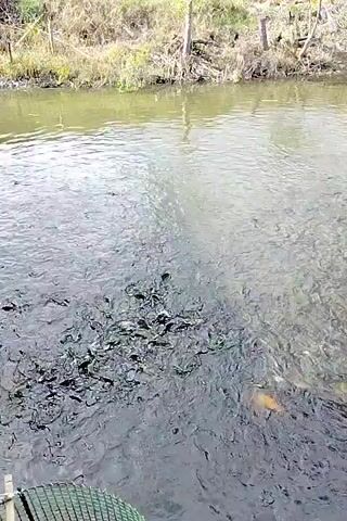 The video shows a large school of fish swimming in shallow, murky water near the bank of a body of water. The fish are densely packed together and appear to be feeding, as evidenced by the agitated water surface and splashing. In the foreground, a green mesh net is partially visible, suggesting the fish may be in a contained area or have been recently netted. The background shows a vegetated bank with trees and dry grass, indicating a natural outdoor environment. The water is calm except for the activity of the fish.