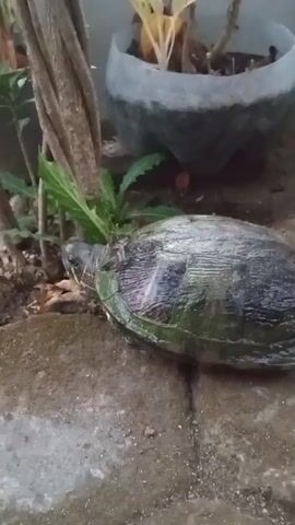 A turtle walks on wet ground, with plants and a potted plant in the background.