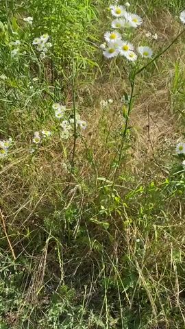 The video shows a field of tall grass and wildflowers. The camera pans across the field, showing the various plants and flowers. The sun is shining, and the sky is blue with a few clouds. The video ends with a shot of a body of water.