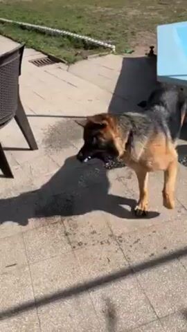 A German Shepherd dog stands on a tiled patio, shaking its head and body vigorously to dry itself after being wet. The dog has a classic German Shepherd coat, with tan legs and a black and tan body. It’s standing near a dark wicker chair and a small, blue-sided pool. The background shows a grassy lawn. The sun casts a distinct shadow of the dog and the chair on the patio.