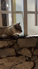 Cat rests on stone wall during night in Maracay