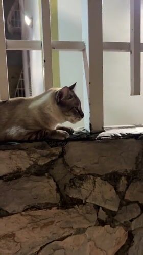 Cat rests on stone wall during night in Maracay