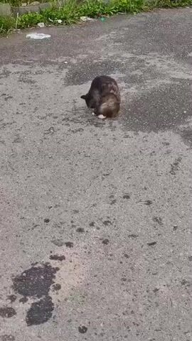 The video shows a fluffy cat with dark fur and white paws. The cat is initially curled up on a textured asphalt surface, appearing to groom itself or rest. It then stands up and walks away, showing its fluffy tail and white socks. The background consists of more asphalt with some dark stains and a hint of greenery and debris at the top of the frame.