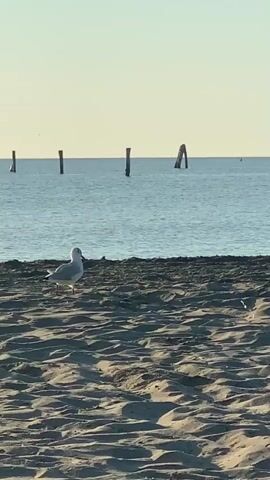 A seagull stands on a sandy beach facing the ocean. The ocean is calm and blue. In the distance, several wooden posts rise from the water. The sky is clear and light. The camera is focused on the seagull and the beach in the foreground, with the ocean and posts in the background.