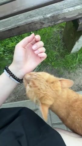 The video shows a close-up, first-person perspective of a person's hand interacting with an orange cat. The person is sitting down, as indicated by the black fabric of their clothing and a portion of their leg visible in the lower frame. They are wearing a bracelet on their left wrist. The hand is extended, and the cat is nuzzling against it, rubbing its head and body. The cat appears to be enjoying the interaction. The background consists of green grass, a wooden bench, and some paving stones. The lighting suggests it is daytime, possibly outdoors.