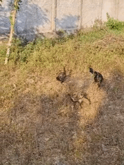 Livestock and poultry in rural Central Java villages