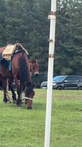 The video shows a brown horse wearing a saddle eating grass in a grassy area. Behind the horse, a second horse with a darker coat is visible. The background features green trees and a black SUV parked in the distance. A white pole stands prominently in the foreground, partially obscuring the view.