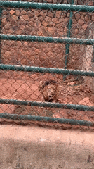 School field trip visits Jos Zoo animals in Nigeria