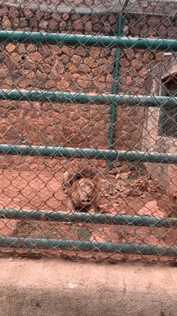 School field trip visits Jos Zoo animals in Nigeria