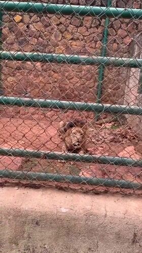 School field trip visits Jos Zoo animals in Nigeria
