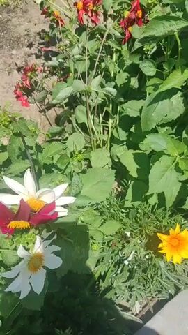 A panning shot reveals a cluster of vibrant flowers, predominantly in shades of red, yellow, white, and purple, interspersed with lush green foliage. The flowers appear to be dahlia varieties, with some single-petaled and others more elaborate. The scene is illuminated by bright sunlight, casting shadows and highlighting the delicate textures of the petals and leaves. The arrangement suggests a well-maintained garden bed or a large planter. The camera moves from left to right, offering a sweeping view of the diverse floral display.