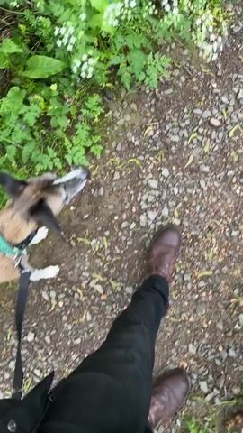 The video shows a person walking on a gravel path through a lush, green forest. The person is wearing dark pants and brown boots, and a dog, identifiable by its white paws and grey and black fur, is walking alongside them, tethered by a black leash. The path is lined with dense green vegetation, including bushes and tall flowering plants. Overhead, tree branches form a natural canopy, creating a tunnel-like effect. The camera is positioned from a first-person perspective, capturing the ground and the immediate surroundings as the person moves forward.