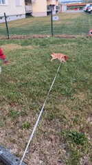 Woman and child enjoy evening outing with dog in Ergolding