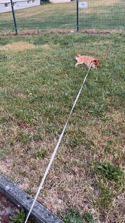 Woman and child enjoy evening outing with dog in Ergolding
