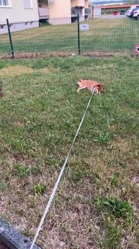 Woman and child enjoy evening outing with dog in Ergolding