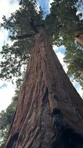 This video is an extreme close-up, low-angle shot of the trunk of a giant sequoia tree. The camera moves slowly upwards, following the massive, textured bark of the tree. The bark is reddish-brown and deeply grooved, with areas that appear dark and possibly charred. In the background, the branches and needles of the sequoia, as well as other tall evergreen trees, are visible against a cloudy sky. The base of the tree is also visible, showing its immense girth and rugged texture. The overall impression is one of scale and the ancient nature of the tree.