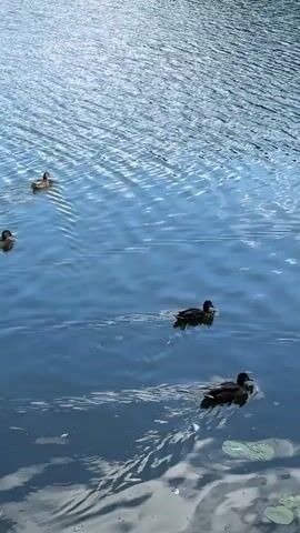 A group of five ducks swim across a body of calm water reflecting the sky. The ducks are dark brown and appear to be mallards. The water is blue with ripples, and lily pads are visible floating on the surface. The background is out of focus, but appears to be more water with sunlight glinting off it.