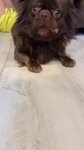 A close-up shot focuses on a small, long-haired brown dog sitting on a light-colored wooden floor. The dog has a light-colored treat or bone in its mouth and is looking directly at the camera. In the blurred background, a person with dark hair is visible, wearing a light blue and white floral-patterned shirt and holding a smartphone.
