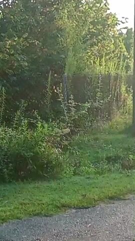 The video shows a paved road with a grassy shoulder and trees and bushes lining one side. There are two utility poles visible. A few scattered dark objects, possibly debris or animal droppings, are present on the road. A few cars are parked in the distance. The lighting suggests it is daytime, possibly early morning or late afternoon due to the soft light and shadows.