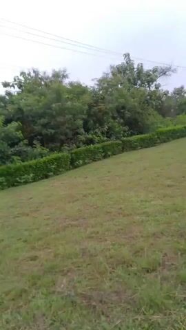The video presents a view of a park-like area on what appears to be an overcast day. A cracked concrete pathway runs through the scene, bordered by grassy areas. Manicured bushes or hedges are present along the pathway and in the distance.  Streetlights are visible in the background. The video moves, showing different angles of the walkway and surroundings. There is no clear indication of people or explicit actions occurring in the video.