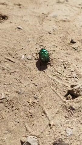 A close-up, low-angle shot focuses on a metallic green beetle crawling on dry, sandy dirt. The beetle is the primary subject, its iridescent shell catching the light. The ground is textured with small pebbles and debris, suggesting an outdoor environment. The lighting appears to be natural daylight, casting a distinct shadow from the beetle. The camera maintains a fixed position, capturing the beetle's slow, deliberate movement across the surface.