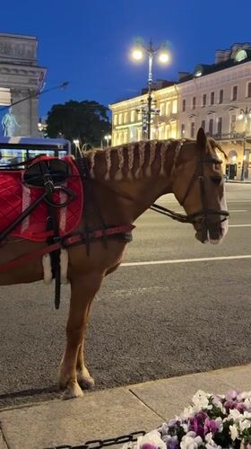 Saddled horse on the streets of Saint Petersburg at dusk