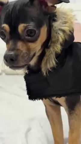 A close-up shot shows a small, black and tan dog wearing a black jacket with a fur-trimmed hood, standing on a white bed. The dog looks towards the camera. Suddenly, the dog jumps forward aggressively, barking and showing its teeth. The camera follows the dog's movement as it lands on the bed, still in a threatening posture, with its tail wagging. The bed has a white patterned sheet and several pillows, including a pink one. A piece of blue clothing is also on the bed.